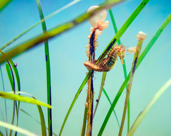 Posidonia