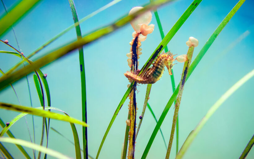 Posidonia