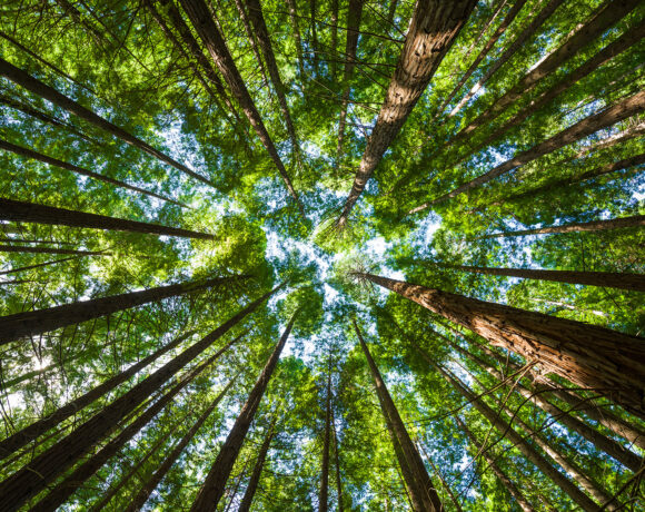 Foreste