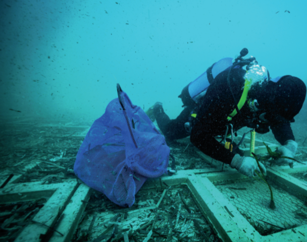 Ripiantumazione di posidonia nel Golfo di Follonica