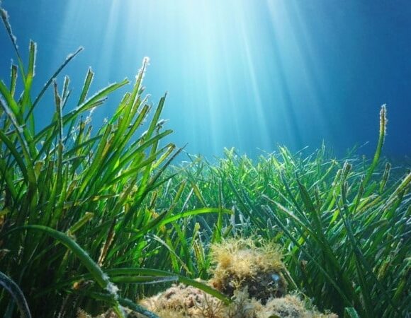 La Posidonia oceanica contro il cambiamento climatico nel Mar Mediterraneo